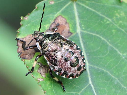 Pinthaeus sanguinipes