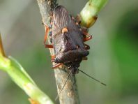 Pinthaeus sanguinipes