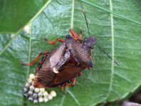 Pinthaeus sanguinipes