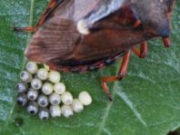 Pinthaeus sanguinipes