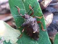 Pinthaeus sanguinipes