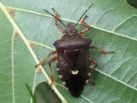 Pinthaeus sanguinipes
