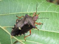 Pinthaeus sanguinipes