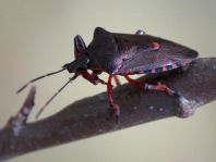 Pinthaeus sanguinipes