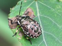 Pinthaeus sanguinipes