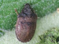 Podops inuncta