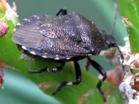 Rhacognathus punctatus