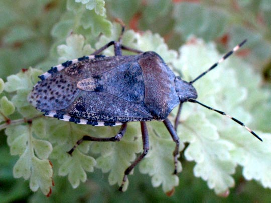 Rhaphigaster nebulosa, Graue Gartenwanze