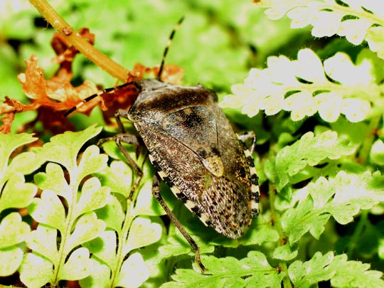 Rhaphigaster nebulosa, Graue Gartenwanze