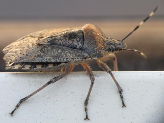Rhaphigaster nebulosa, Graue Gartenwanze