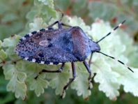 Rhaphigaster nebulosa, Graue Gartenwanze