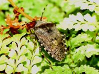 Rhaphigaster nebulosa, Graue Gartenwanze