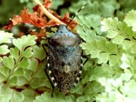 Rhaphigaster nebulosa, Graue Gartenwanze