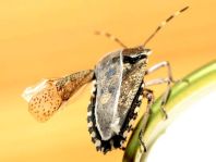 Rhaphigaster nebulosa, Graue Gartenwanze