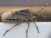Rhaphigaster nebulosa, Graue Gartenwanze