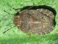 Sciocoris sp.