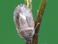 Sciocoris sp.