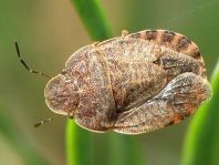 Sciocoris sp.
