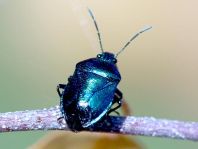 Zicrona caerulea, Blaugrüne Baumwanze