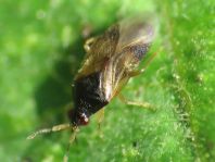 Orius sp.