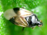 Orius sp.