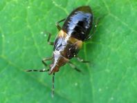Blumenwanzen, Anthocoridae, Larve