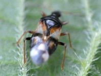 Anthocoris nemorum
