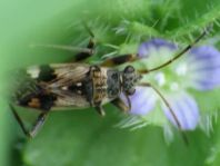Bodenwanzen, Lygaeidae