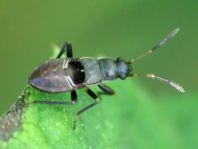 Bodenwanzen, Lygaeidae, Larve