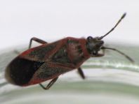 Arocatus cf. longiceps