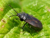 Drymus sylvaticus