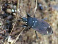 Eremocoris plebejus
