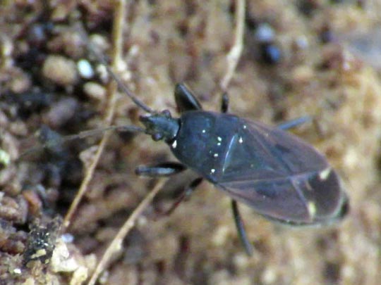 Eremocoris plebejus