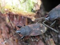 Eremocoris plebejus