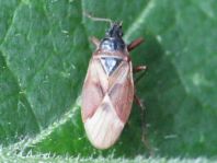 Gastrodes abietum