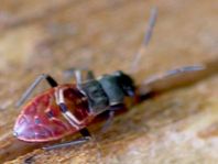 Bodenwanzen, Lygaeidae, Larve