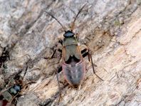 Bodenwanzen, Lygaeidae, Larve