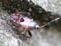 Bodenwanzen, Lygaeidae, Larve