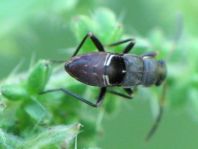Bodenwanzen, Lygaeidae, Larve