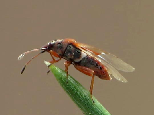 Birkenwanze, Kleidocerys resedae