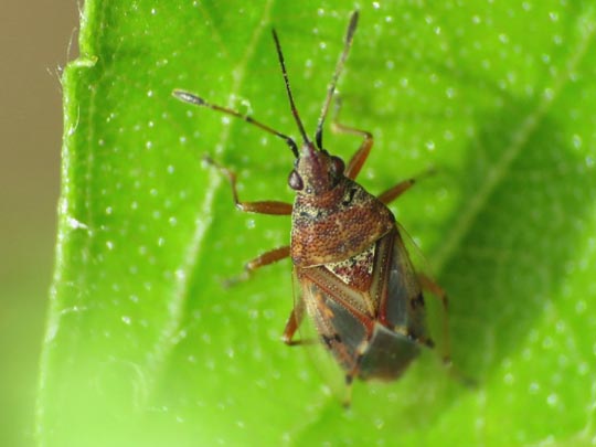 Birkenwanze, Kleidocerys resedae