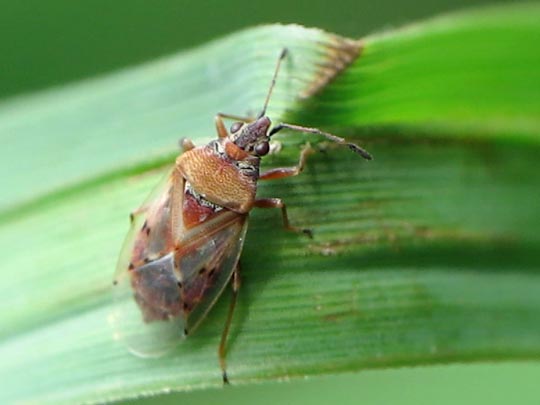 Birkenwanze, Kleidocerys resedae