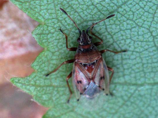 Birkenwanze, Kleidocerys resedae