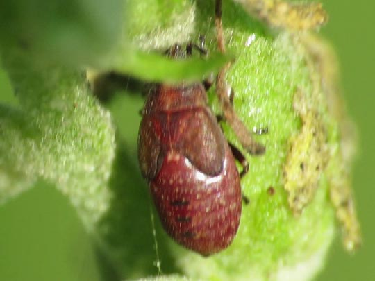 Birkenwanze, Kleidocerys resedae