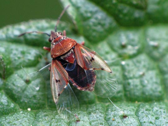 Birkenwanze, Kleidocerys resedae