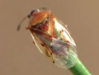 Birkenwanze, Kleidocerys resedae