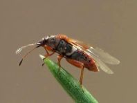 Birkenwanze, Kleidocerys resedae