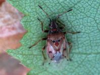 Birkenwanze, Kleidocerys resedae