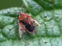 Birkenwanze, Kleidocerys resedae