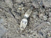 Nysius sp.